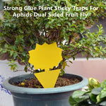 Sticky Trap, Fruit Fly Fungus Gnat